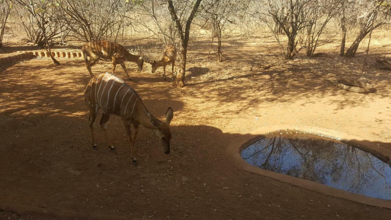 Aloes Bush Stay Hoedspruit Exterior photo