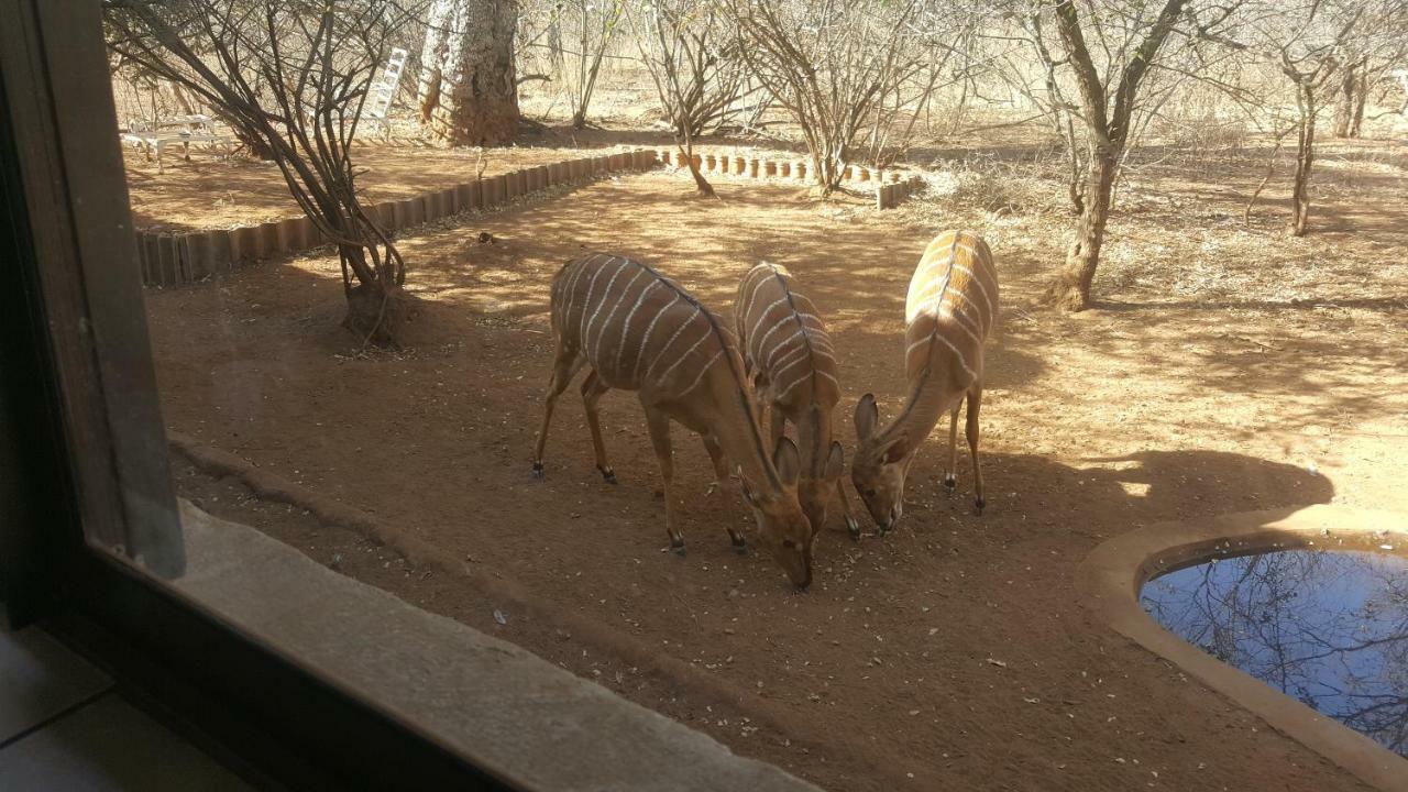 Aloes Bush Stay Hoedspruit Exterior photo